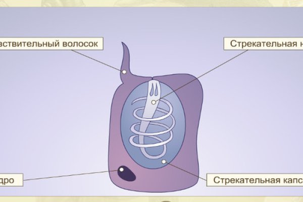 Кракен зеркало 2kraken biz